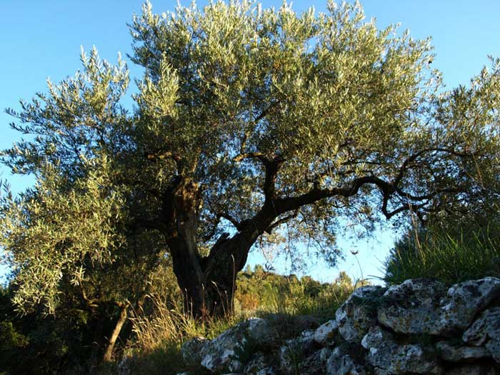 Olivenbaum in der Provence