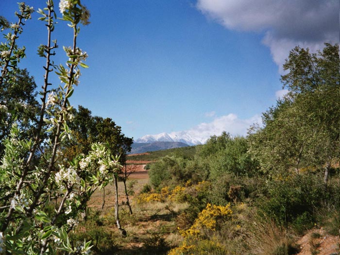 Kirschbluete mit Canigou im Roussillon