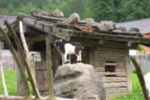 bayern kaisertal ziege