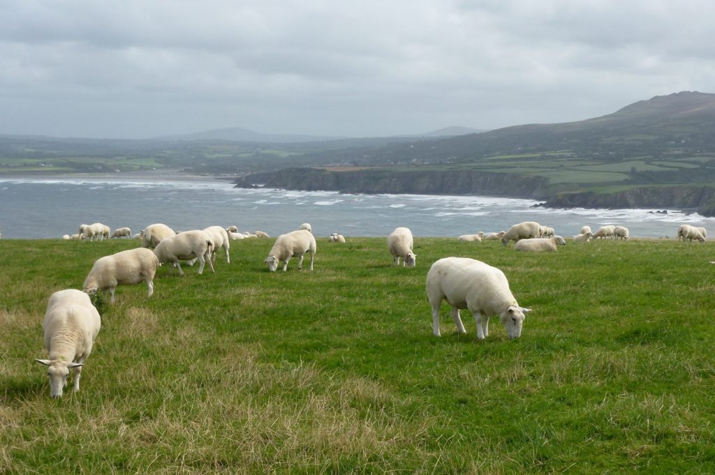 wales sheep