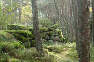 Vosges foret